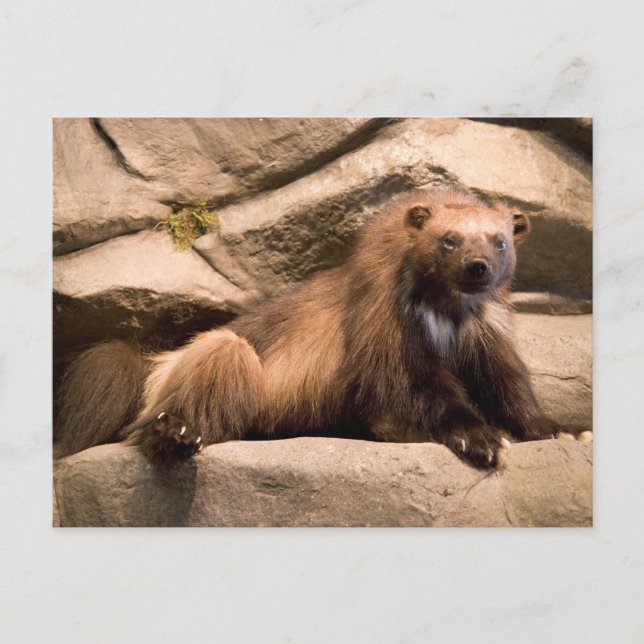 Cartão Postal Wolverine (Frente)