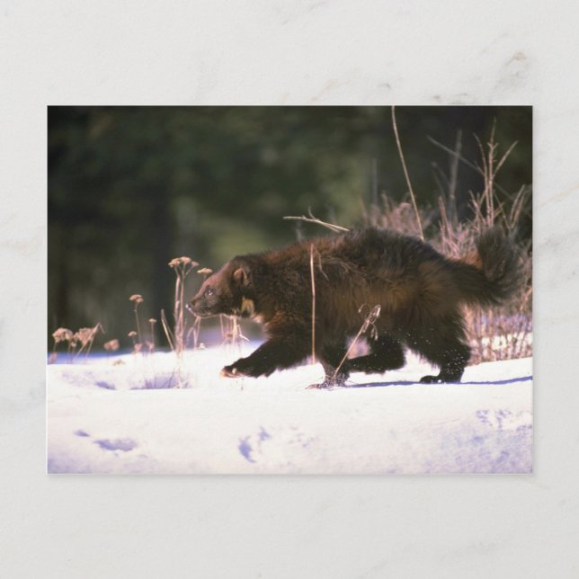 Cartão Postal Wolverine correndo pela neve (Frente)