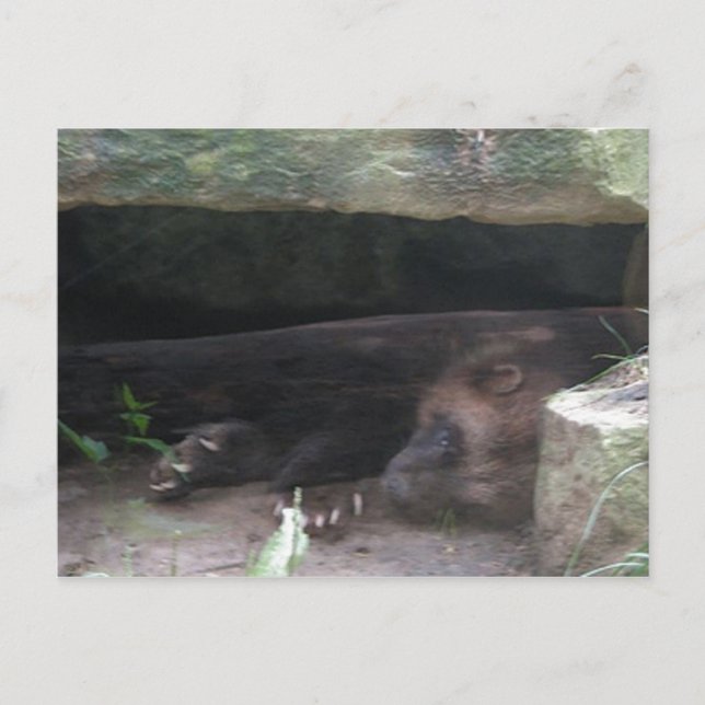 Cartão Postal Wolverine Duplamente Exposto, Mostra Garras (Frente)