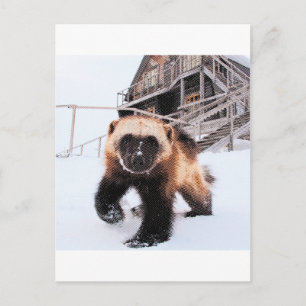 Cartão Postal Wolverine gravado