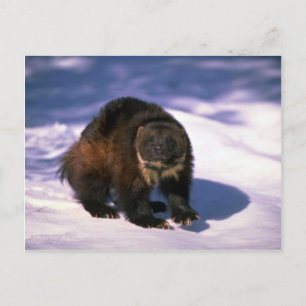 Cartão Postal Wolverine na neve