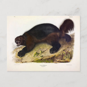 Cartão Postal Wolverine ou Wolverene (Gulo gulo) por Audubon