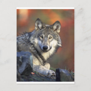 Cartão Postal Wolves