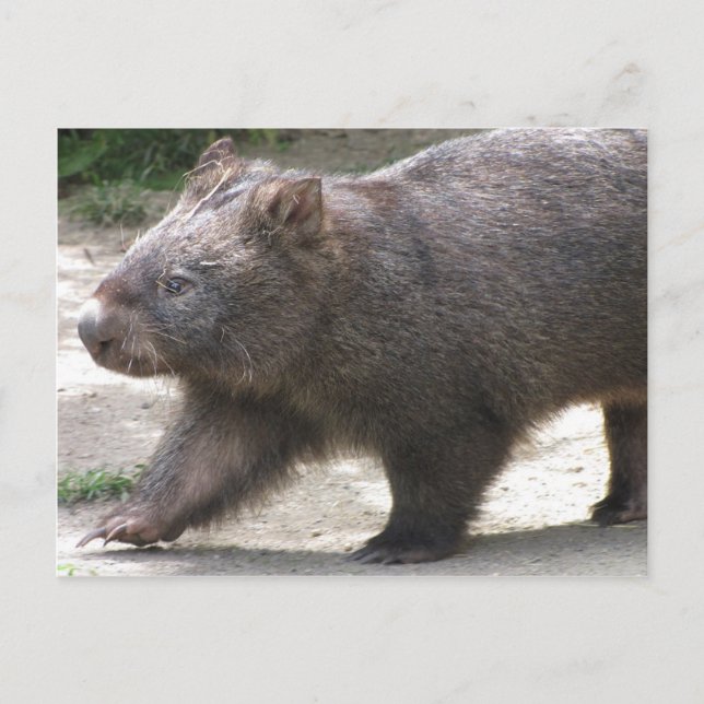 Cartão Postal Wombat (Frente)