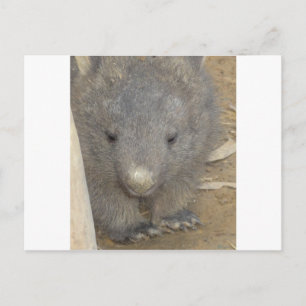 Cartão Postal Wombat