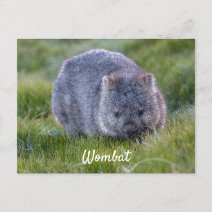 Cartão Postal Wombat Fofo Personalizado Animal Tasmânia Austráli