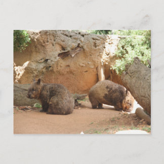 Cartão Postal Wombat Heaven