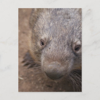 Cartão Postal Wombat Kiss