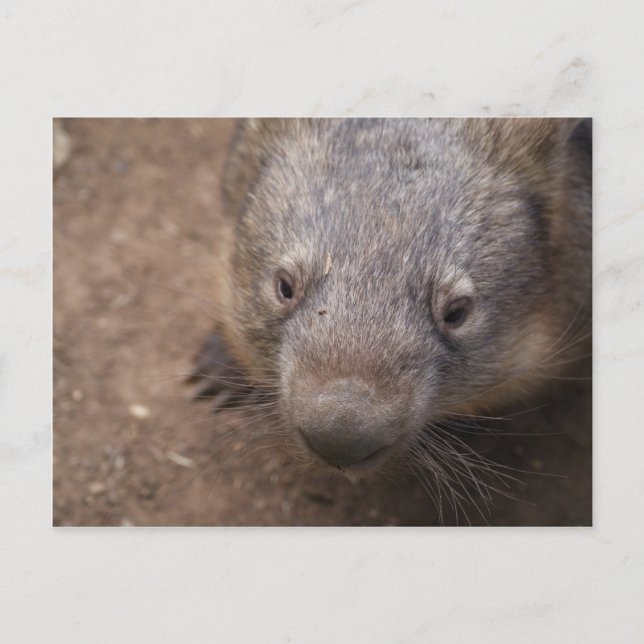 Cartão Postal Wombat Kiss (Frente)