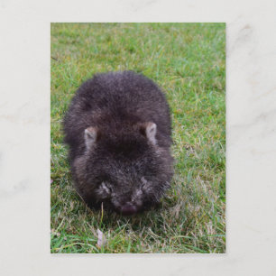 CARTÃO POSTAL WOMBAT TASMÂNIA AUSTRÁLIA