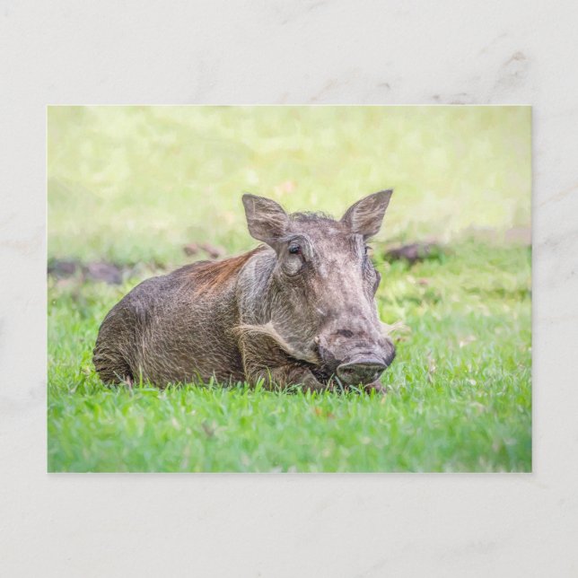 Cartão Postal Wonderful Warthog Postcard (Frente)