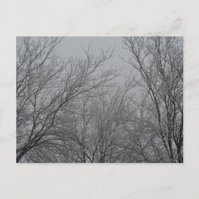 Cartão postal Wonderland de inverno (Frente)