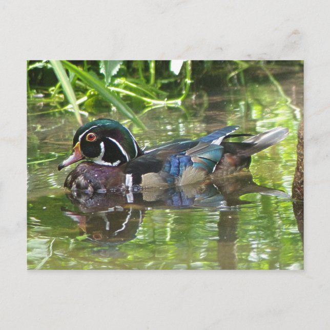 Cartão Postal wood duck (Frente)