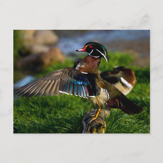 Cartão Postal Wood Duck Wing (Frente)