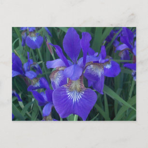 Cartão Postal Wood Iris