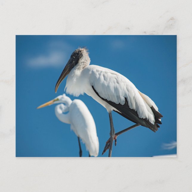 Cartão Postal Wood Stork (Frente)