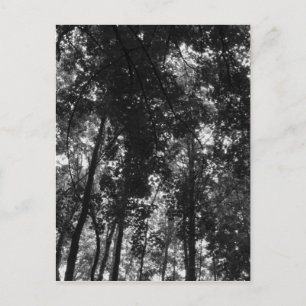 Cartão Postal Woodland Canopy 01 BW