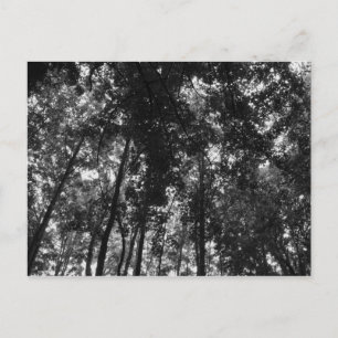 Cartão Postal Woodland Canopy 01 BW