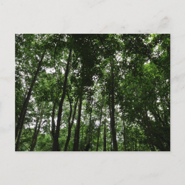 Cartão Postal Woodland Canopy 02 (Frente)