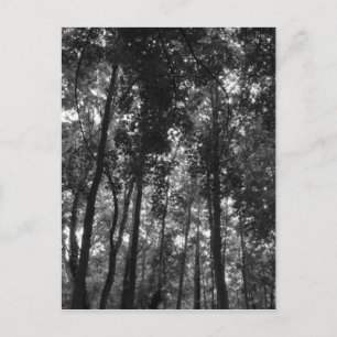 Cartão Postal Woodland Canopy 02 BW