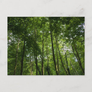 Cartão Postal Woodland Canopy. Blackweir Woods, Bute Park