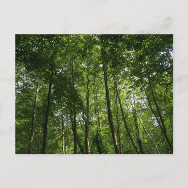 Cartão Postal Woodland Canopy. Blackweir Woods, Bute Park (Frente)