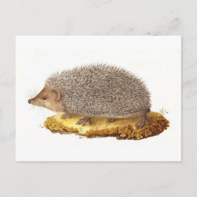 Cartão Postal Woodland Hedgehog (Frente)