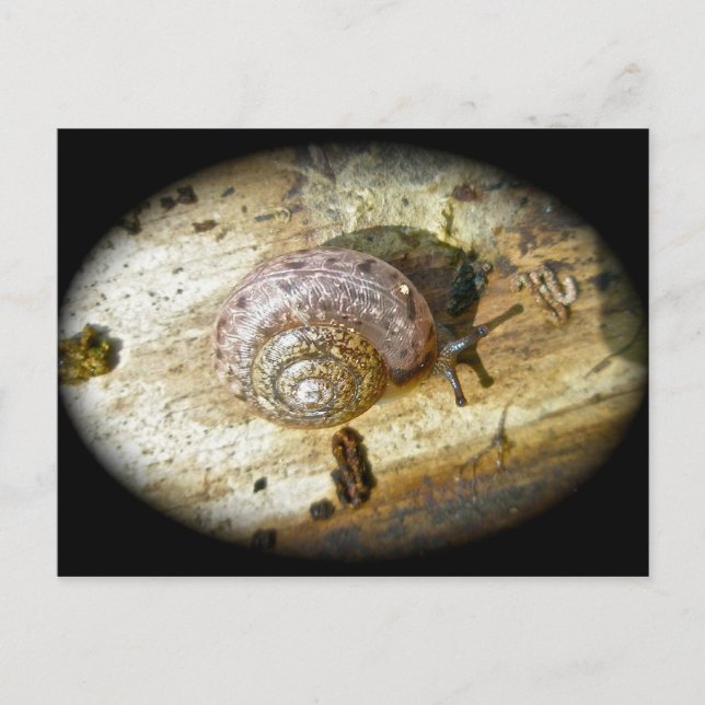 Cartão postal Woodland Snail (Frente)