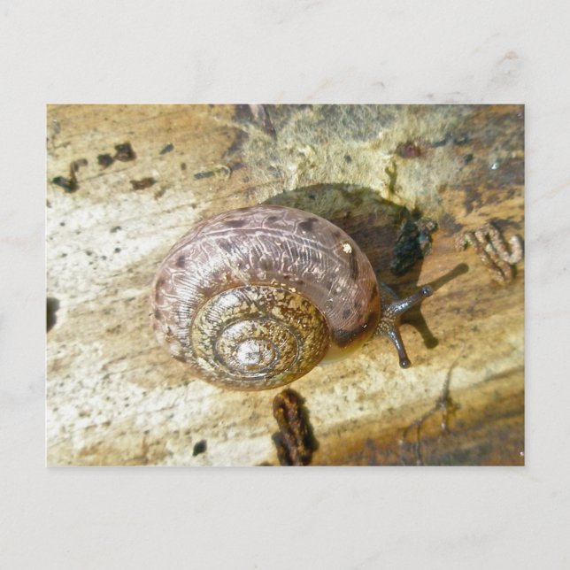 Cartão postal Woodland Snail (Frente)