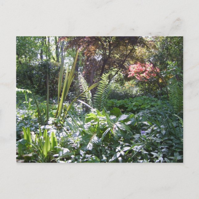 Cartão Postal Woodland Walk (Frente)