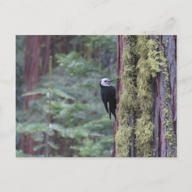 Cartão Postal Woodpecker- Yosemite (Frente)