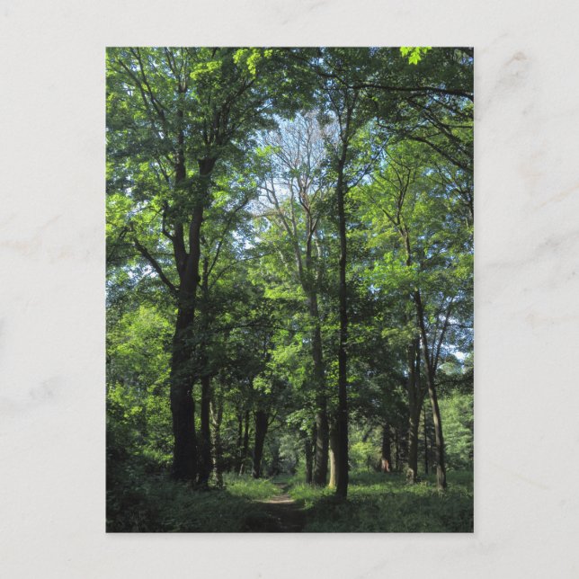 Cartão Postal Woods. Bute Park, Cardiff (Frente)