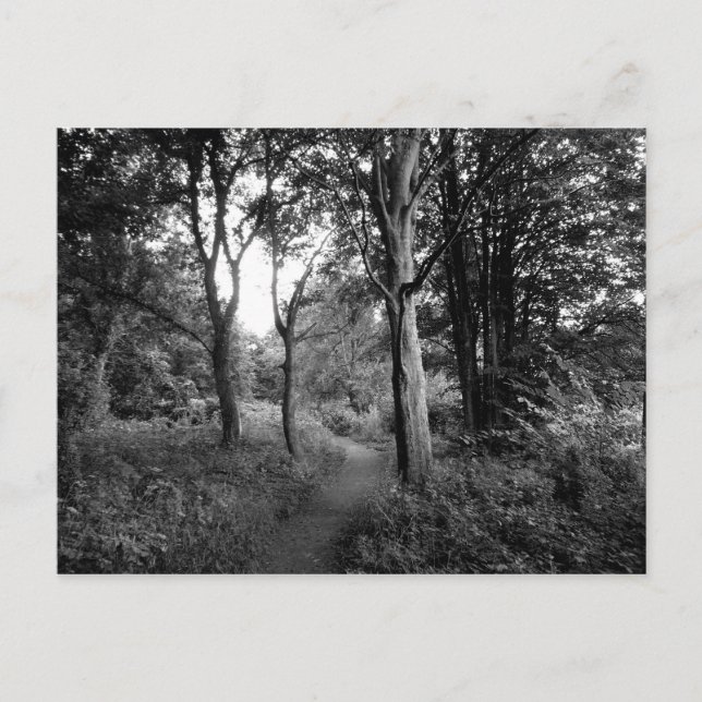 Cartão Postal Woods Bute Park, Cardiff (Frente)