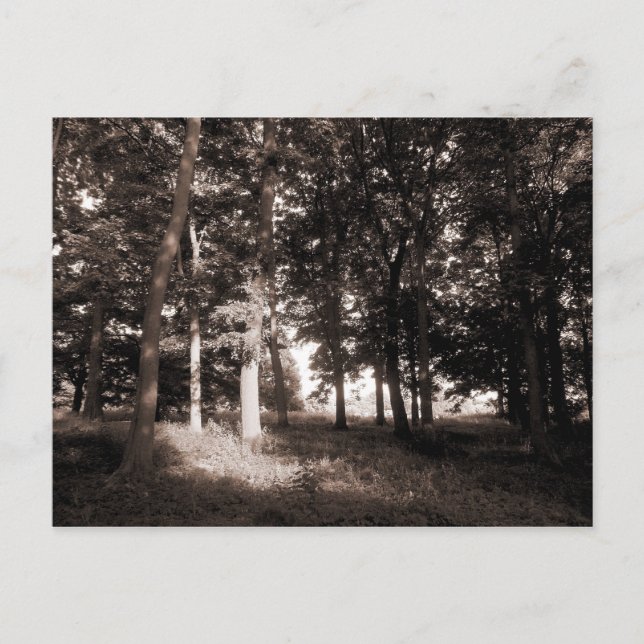 Cartão Postal Woods Bute Park, Cardiff II (Frente)