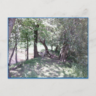 Cartão Postal Woods pelo Cartão-postal Pond Photo