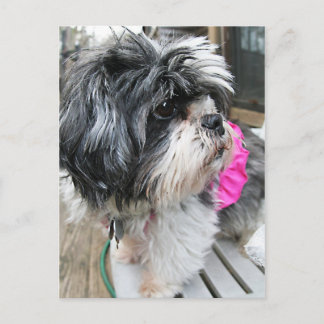 CARTÃO POSTAL WOOF!