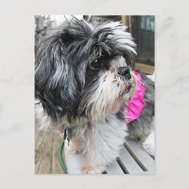 CARTÃO POSTAL WOOF! (Frente)