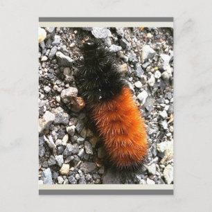 Cartão Postal Wooly Bear Caterillar