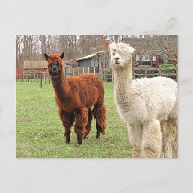 Cartão Postal Wooly Llamas ~ cartão-postal (Frente)