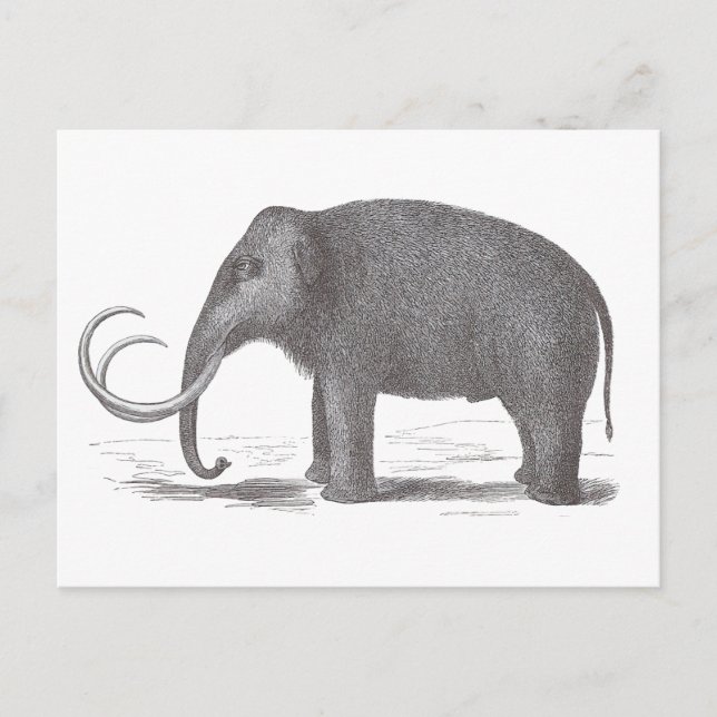 Cartão Postal Wooly Mammoth Extinct Mastodon Antique Impressão (Frente)