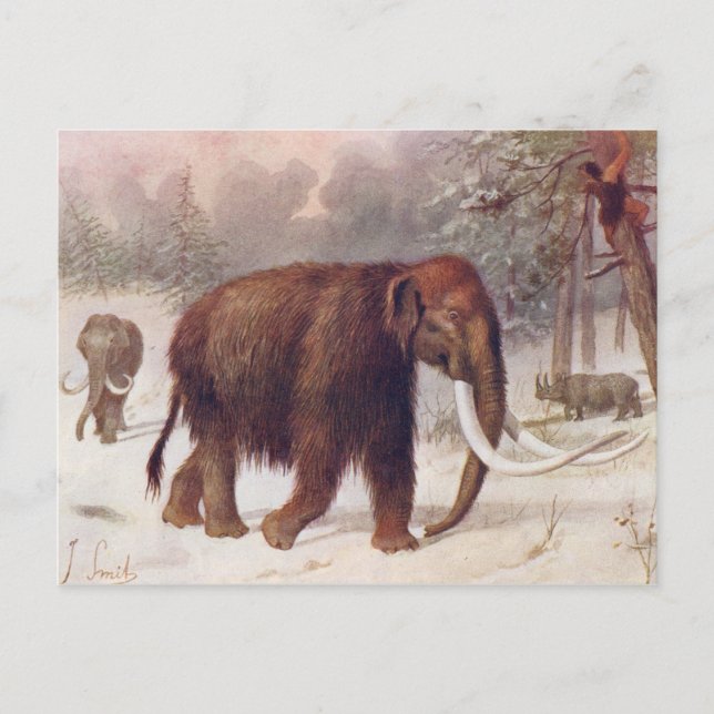 Cartão Postal Wooly Mammoth Pré-Histórica Animal Antiquado Impre (Frente)