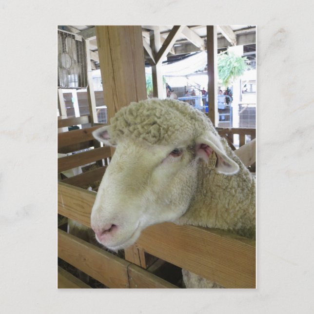 Cartão Postal Wooly Sheep (Frente)