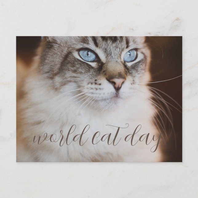 Cartão Postal world Cat Day Postcard (Frente)