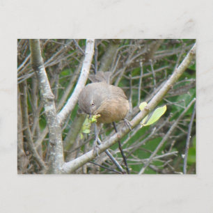 Cartão postal Wrentit