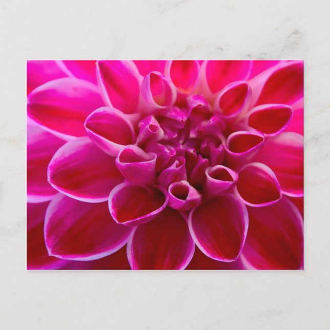 Cartão Postal Wunderschöner rosa-rosa-rosa-rosa-farbener Blüteng (Frente)