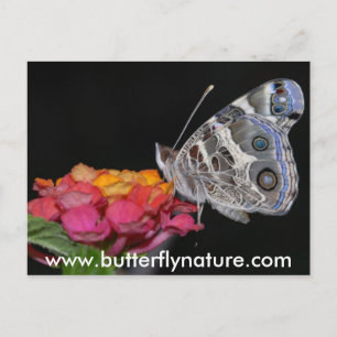 Cartão Postal www.butterflynature.com