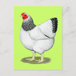 Cartão Postal Wyandotte: Columbian Hen