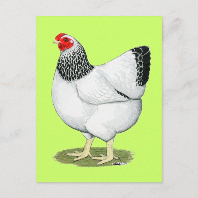 Cartão Postal Wyandotte:  Columbian Hen (Frente)