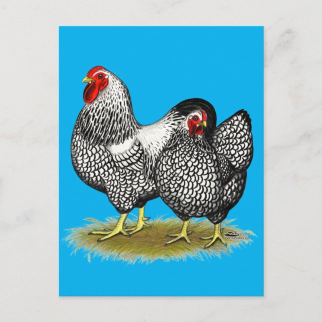 Cartão Postal Wyandotte:  Par prateado (Frente)