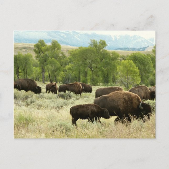 Cartão Postal Wyoming Bison Nature (Frente)
